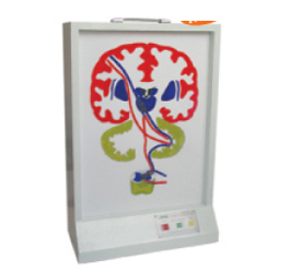 錐體外系(皮質(zhì)-腦橋-小腦系)電動(dòng)模型 錐體外系(皮質(zhì)-腦橋-小腦系)電動(dòng)模型