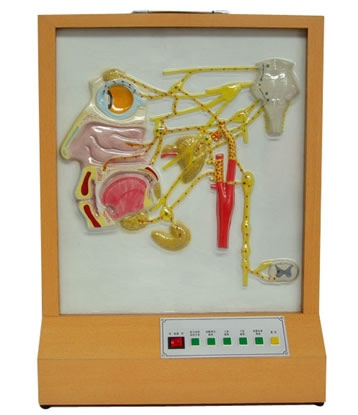頭面部自主神經(jīng)分布電動(dòng)模型 頭面部自主神經(jīng)分布電動(dòng)模型