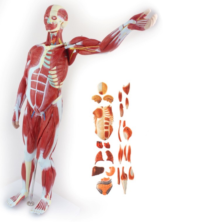 人體全身肌肉附內(nèi)臟器官解剖模型 人體全身肌肉附內(nèi)臟器官解剖模型